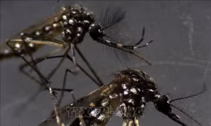 Thả muỗi biến đổi gene ra môi trường để ngăn ngừa các dịch bệnh do muỗi lây truyền