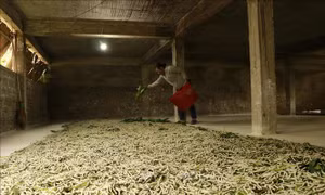 Kỹ thuật nuôi tằm trên nền nhà thay cho nuôi bằng nong như trước đây để giảm chi phí đầu tư và tiết kiệm được thời gian lao động trong chăn nuôi tằm. Ảnh: Đức Tưởng - TTXVN