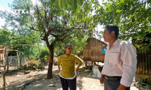 Ninh Thuận sớm ổn định chỗ ở, sinh kế cho người dân vùng sạt lở núi đá