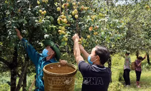 Lào Cai: Thuần hóa củ, quả rừng thành sản phẩm OCOP