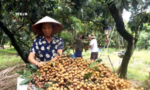 Nhiều nông dân Hưng Yên tâm huyết, bảo tồn các giống nhãn đặc sản