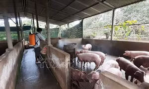 Thủ tướng Chính phủ chỉ đạo tập trung phòng, chống dịch bệnh gia súc, gia cầm