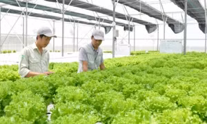 Sản xuất nông nghiệp theo hướng kinh tế tuần hoàn