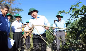 Giống sắn mới HN3 trồng thử nghiệm tại xã Tân Hội, huyện Tân Châu, tỉnh Tây Ninh có năng suất cao, kháng được bệnh khảm lá. Ảnh: Lê Đức Hoảnh-TTXVN