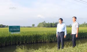 Giá lúa tăng cao, nông dân Bạc Liêu kỳ vọng vụ mùa bội thu
