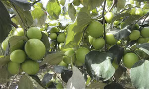 Táo Ninh Thuận được giá cao