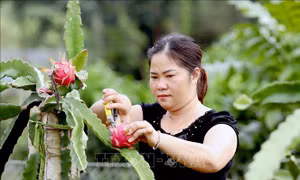Với mức giá trung bình khoảng 20.000 đồng/kg, sản lượng đạt từ 25-30 tấn quả/ha/năm, mỗi ha thanh long cho thu hàng trăm triệu đồng. Ảnh: Quang Quyết-TTXVN