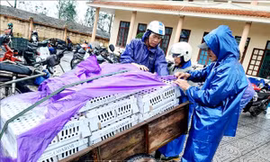 Quảng Bình trao gần 55.000 con gà giống hỗ trợ sinh kế bà con vùng lũ