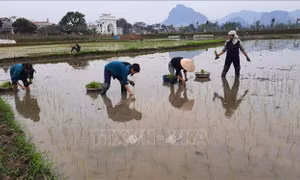 Nhân dân xã Yên Thắng (huyện Lục Yên, tỉnh Yên Bái) gieo cấy vụ xuân. Ảnh: Đinh Đức Tưởng – TTXVN