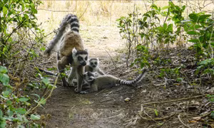 Vượn cáo tại Công viên quốc gia Isalo ở khu vực Ihorombe, Madagascar ngày 5/11/2016. Ảnh: AFP/TTXVN