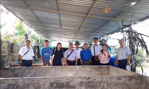 Hiệu quả từ nuôi thâm canh lươn đồng theo công nghệ tuần hoàn nước ở Cần Thơ