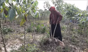 Bà Nay H’Ưng, xã Chư Gu, huyện Krông Pa (Gia lai) vay vốn chính sách ưu đãi để trồng cây mỳ (cây sắn). Ảnh: Hoài Nam - TTXVN