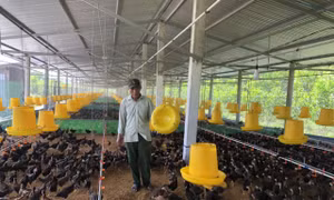 Trại gà rộng 1.200m2, thả nuôi 15.000 con gà của ông Phan Xuân Tâm. Ảnh: Đinh Hương