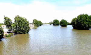 Mô hình nuôi tôm sinh thái gắn với rừng ngập mặn (rừng đước) ấp Phước Thiện, xã Đông Hải, huyện Duyên Hải. Ảnh:baotravinh.vn