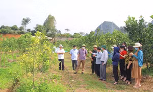 Sản xuất nông sản an toàn, góp phần bảo vệ môi trường