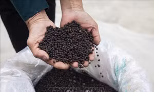 Sản phẩm hồ tiêu an toàn, chất lượng cao của Hợp tác xã Dịch vụ Nông dân trồng tiêu Hòa Phú được sản xuất theo tiêu chuẩn GlobalGAP. Ảnh: Hồng Đạt - TTXVN