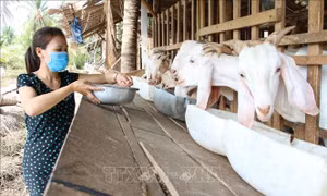 Nông dân Bến Tre chọn nuôi dê là mô hình thích ứng với biến đổi khí hậu. Ảnh: Công Trí-TTXVN