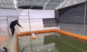 Ngoài việc quây bạt kín, anh Trần Văn Quyên, xã Mỹ Hà, huyện Mỹ Lộc, còn thắp cả đèn để sưởi ấm cho cá. Ảnh: Công Luật - TTXVN