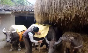 Phòng chống đói, rét cho vật nuôi, giảm thiểu thiệt hại về chăn nuôi