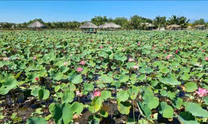 Nhiều hộ đồng bào Chăm ở thị trấn Phước Dân, huyện Ninh Phước đã chuyển đổi những ruộng lúa để trồng sen mang lại hiệu quả kinh tế cao. Ảnh: Nguyễn Thành – TTXVN