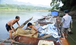 Phát triển kinh tế vùng Trung du và miền núi Bắc bộ: Tận dụng lợi thế nuôi trồng thủy sản bền vững