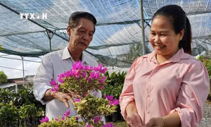 Chị Trần Thị Trúc Phương thường xuyên trao đổi với lãnh đạo Hợp tác xã cây giống và Hoa kiểng Cái Mơn để nắm bắt, cập nhật thông tin về các loại giống cây trồng. Ảnh: Chương Đài - TTXVN