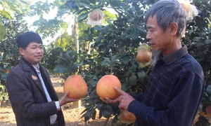 Bưởi đỏ tiến vua hút khách ngày Tết