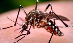 Muỗi vằn Aedes là trung gian truyền bệnh.