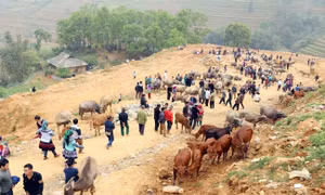 Một góc chợ trâu Cán Cấu.Nguồn: dangcongsan.vn