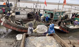 Vận chuyển sứa tại cảng cá Hoằng Trường, huyện Hoằng Hóa. Ảnh: Khiếu Tư-TTXVN