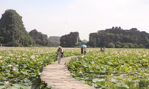 Phát triển du lịch nông thôn gắn với phát huy tiềm năng, lợi thế về nông nghiệp, làng nghề