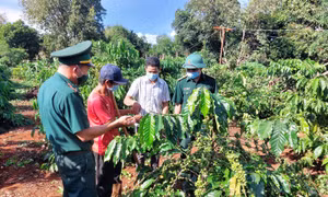 Các đảng viên Biên phòng tăng cường sinh hoạt tại Chi bộ làng Ba (xã Ia Pnôn, huyện Đức Cơ) hướng dẫn người dân kỹ thuật chăm sóc cây cà phê. Ảnh: 