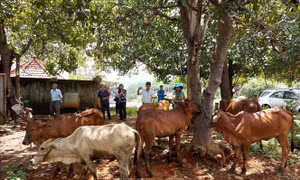 Người dân xã Đắk Ơ nhận bò giống. Ảnh: K GỬIH -TTXVN