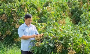 Cây nhãn trồng trên đất dốc cũng mang lại hiệu quả kinh tế cao và là một trong những mặt hàng nông sản xuất khẩu của tỉnh Sơn La. Ảnh: Nguyễn Cường/TTXVN