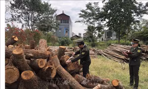 Lực lượng kiểm lâm tỉnh Cao Bằng kiểm đếm số lâm sản vi phạm Luật Lâm nghiệp bị phát hiện. Ảnh: Chu Hiệu - TTXVN