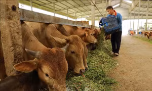 Tiếp tục đổi mới, phát triển và nâng cao hiệu quả kinh tế tập thể trong giai đoạn mới