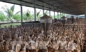 Hưng Yên: Áp dụng kỹ thuật hiện đại để chăn nuôi quy mô lớn
