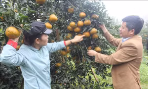 Cam sành Lục Yên được chứng nhận sản phẩm OCOP 3 sao cấp tỉnh. Ảnh: Việt Dũng-TTXVN 