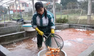 Làng nuôi cá chép đỏ Thủy Trầm nhộn nhịp cho ngày tiễn Táo quân về trời