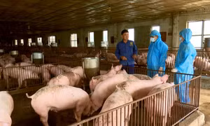 Gia đình ông Nguyễn Ngọc Hùng ở phường Lương Sơn, thành phố Sông Công (tỉnh Thái Nguyên) là một trong những hộ được lựa chọn thí điểm dự án "Tăng cường an toàn sinh học trại chăn nuôi lợn để giảm nguy cơ dịch bệnh và sử dụng kháng sinh” năm 2023 tại Thái 