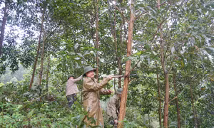 Nhân viên Công ty Lâm nghiệp Thái Nguyên phát dọn thực bì tại cánh rừng gỗ lớn mới trồng được 2 năm tại xã Cây Thị, huyện Đồng Hỷ. Ảnh:ntm.thainguyen.gov.vn 