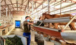 Anh Đoàn Văn Công nuôi dê Boer nhốt chuồng có hiệu quả kinh tế cao