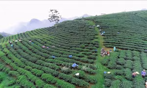 Phú Thọ tạo thương hiệu riêng cho nông sản