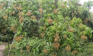 Hưng Yên ứng dụng công nghệ tưới tự động thâm canh nhãn