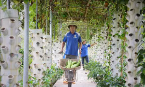 Bắc Giang nâng cao giá trị sản xuất ngành nông nghiệp