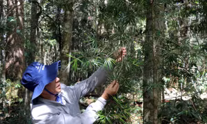 Tour du lịch leo núi khám phá cây thông cổ thụ quý hiếm nhất Việt Nam