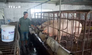 Kon Tum: Thực hiện nhiều biện pháp phòng, chống dịch tả lợn châu Phi