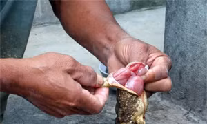 Thịt cóc có nguy cơ gây ngộ độc cao. Nguồn: suckhoedoisong.vn