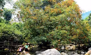 Du khách đến suối nước Moọc để chiêm ngưỡng vẻ hoang sơ của núi rừng, của hoa vàng anh. Ảnh: Mạnh Thành-TTXVN