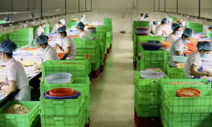 Nhiều hình thức liên kết phát triển nông nghiệp bền vững
